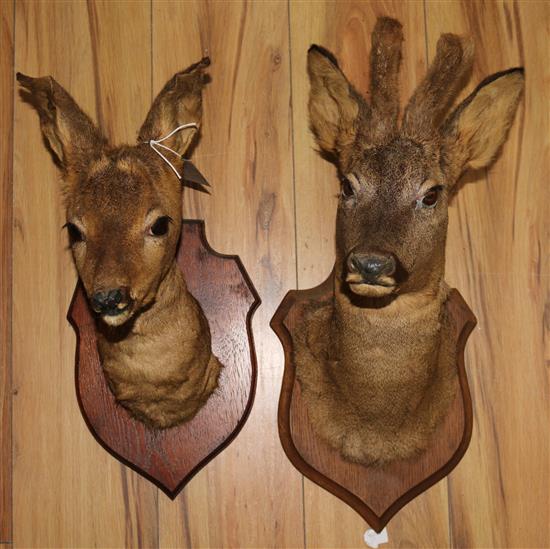 Two taxidermy deers heads
